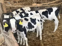 Touro, Russian Black pied cattle — foto 4