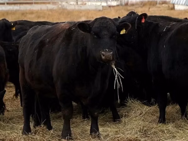Bovins (lot, sexe non indiqué), Aberdeen-Angus