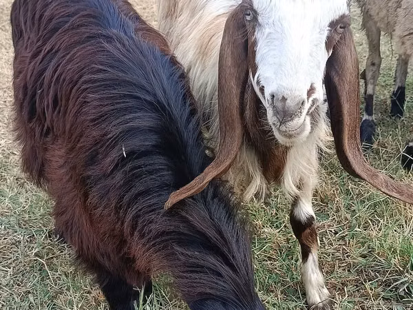 Chèvre, Damask goat