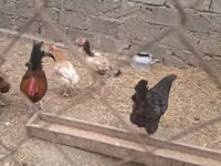 Chickens — الصورة 2