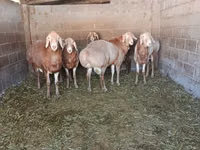 Widder, Arashan sheep — Foto 3