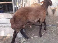 பெண் ஆடு, Blackheaded Persian sheep — புகைப்படம் 3