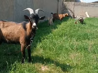 Chèvre, Czech Brown Shorthaired goats — photo 1