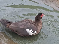 Geese — 1-сурет