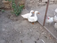 Chickens — 写真 6