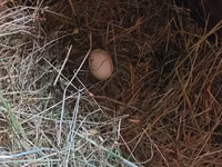 Australorp — Foto 6