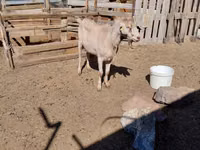 Cabro, Saanen goat — foto 2