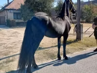 Koń, Friesian — zdjęcie 5