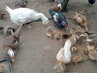 Ducks — foto 1