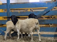 Carnero, Dorper sheep — foto 3