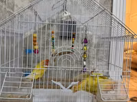 Məhsul: Qəfəsdə cüt papuqay (lovebird) və tam aksesuar dəsti Təsvir — foto 2