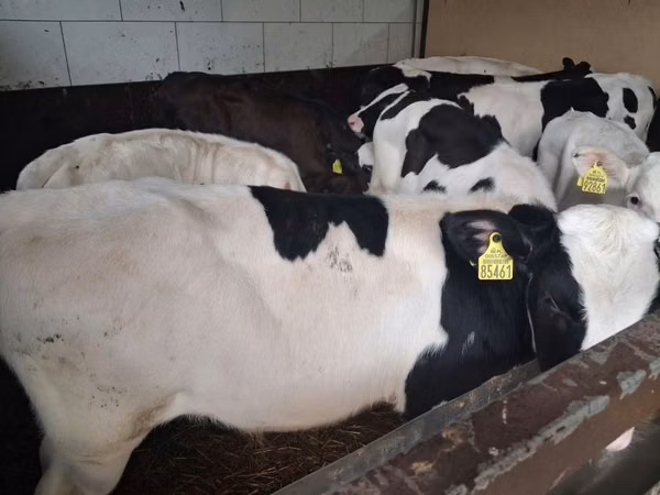 Buqa, Russian Black pied cattle