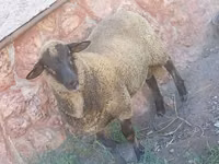 Qoç, Suffolk sheep — foto 2