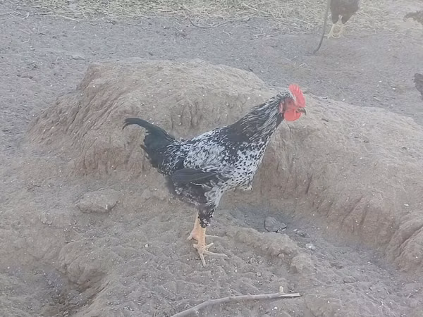 Chickens