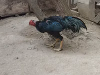 Chickens — zdjęcie 2