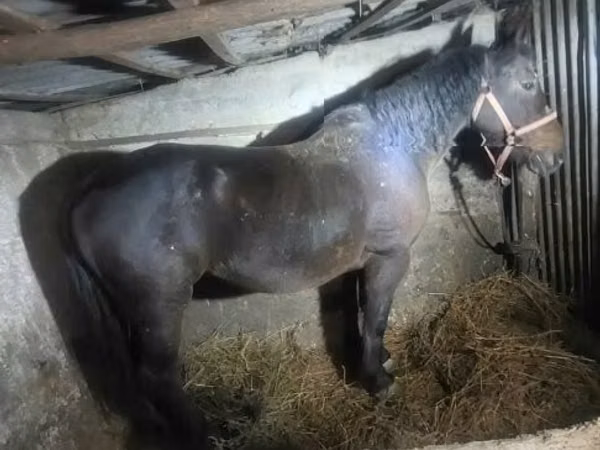 母马, Horses