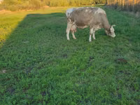 Krowa, Kasta krowa — zdjęcie 2