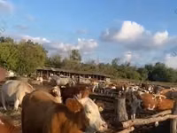 Vache, Simmental cattle — photo 1