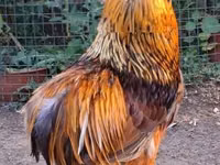 Chickens — foto 2