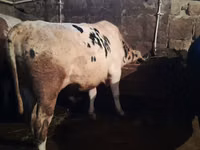 Bulle, Holstein-Rasse — Foto 2