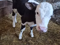 பசு, Russian Black pied cattle — புகைப்படம் 1