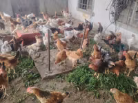 Chickens — foto 2