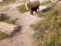 பெண் ஆடு, ஆடுகள் — புகைப்படம் 2