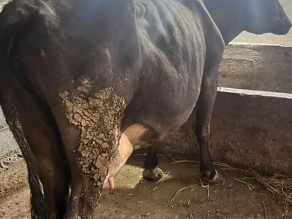 Cow, Russian Black pied cattle