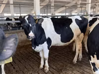 İnek, Holstein ırkı — foto 2