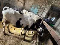 Buqa, Simmental cattle — 4-rasm