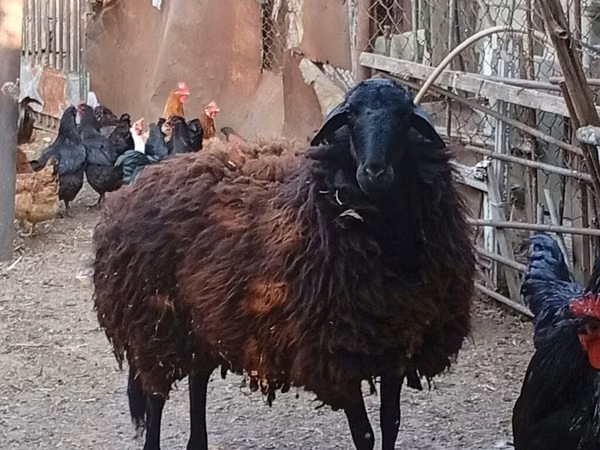 பெண் ஆடு, Karabakh sheep