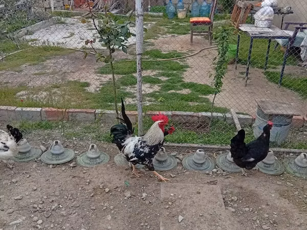 Chickens — Azerbaïdjan