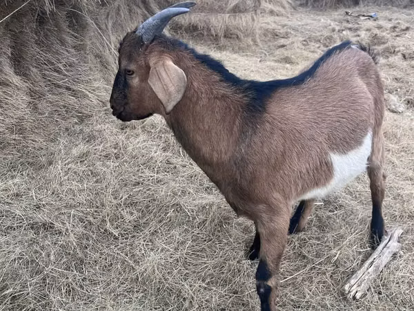 ஆண் வெள்ளாடு, Alpine goat