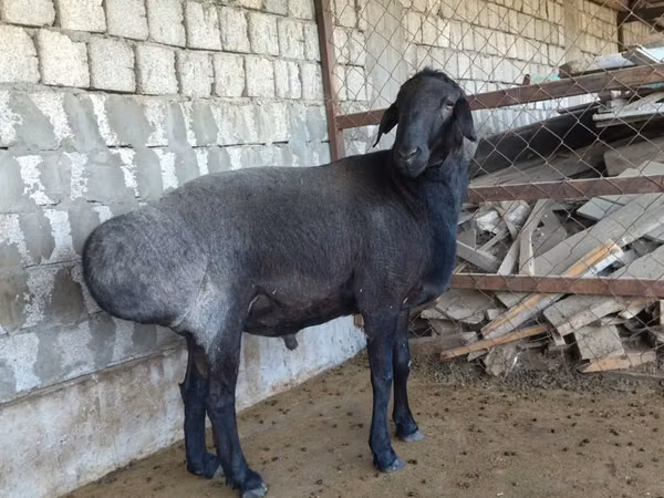 Bélier, Moutons