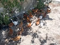 Chickens — zdjęcie 2