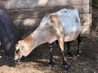نعجة, Cameroon sheep — الصورة 7