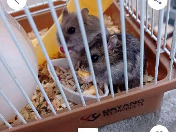 5 EDED VE QEFES NİR YERDE 20 AZN Təsvir: - Dayang Pet Products