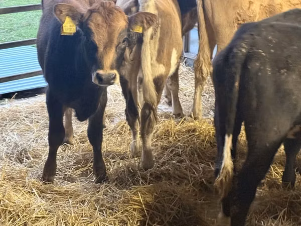 பசு, Simmental cattle