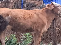 Boğa, Simmental cattle — foto 3