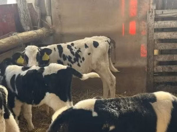 Touro, Russian Black pied cattle