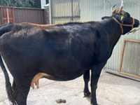 Vaca, Raça Holstein — foto 1