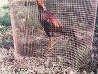 Chickens — الصورة 5