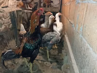 Chickens — الصورة 2