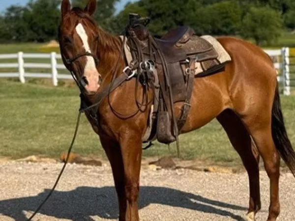 Cavalo, Morgan