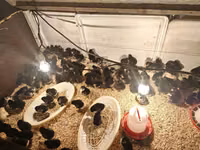Australorp — photo 1