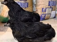 Araucana — Foto 4