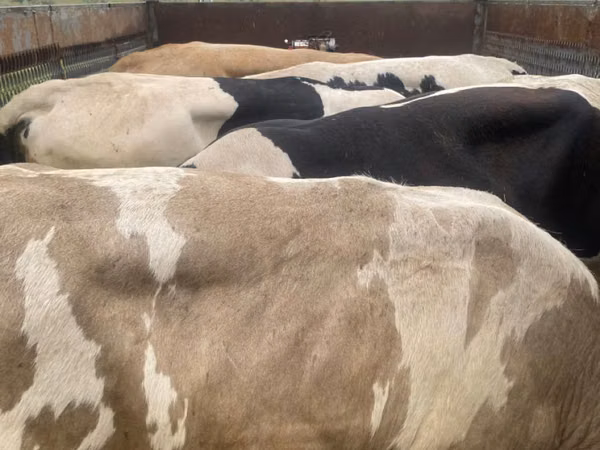 Bull, Cattle