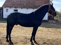 Kůň, Nonius horse — foto 2
