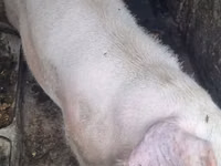 Sow, Pigs — photo 5