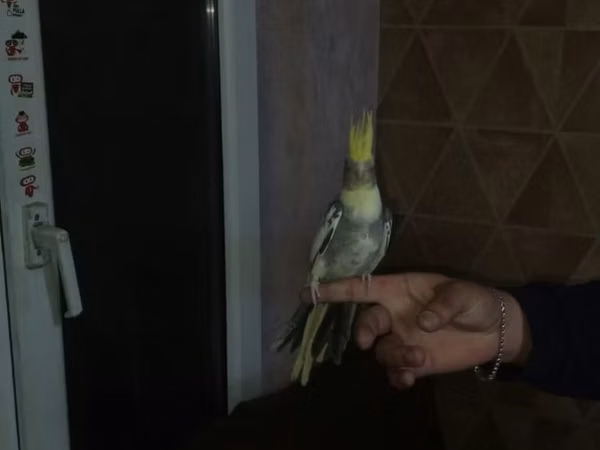 Quş qəfəsləri dəsti watsap aktivdi fikri cidi olmuyan narahat etmesin